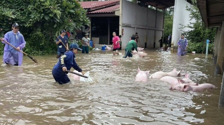 Banjir Tewaskan 300 Ekor Babi di Thailand, Kerugian Rp10 Miliar